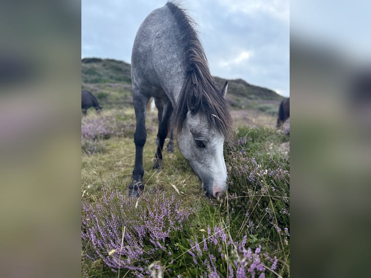 Pony Islandese Giumenta 4 Anni 132 cm Grigio ferro in Henne Strand