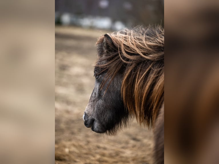 Pony Islandese Giumenta 4 Anni 132 cm Grigio ferro in Weißpriach