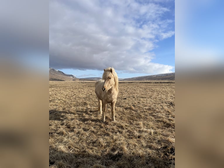 Pony Islandese Giumenta 4 Anni 132 cm Palomino in Blönduós