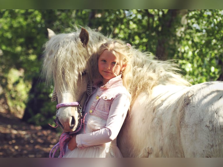 Pony Islandese Giumenta 4 Anni 134 cm Palomino in Morkhoven