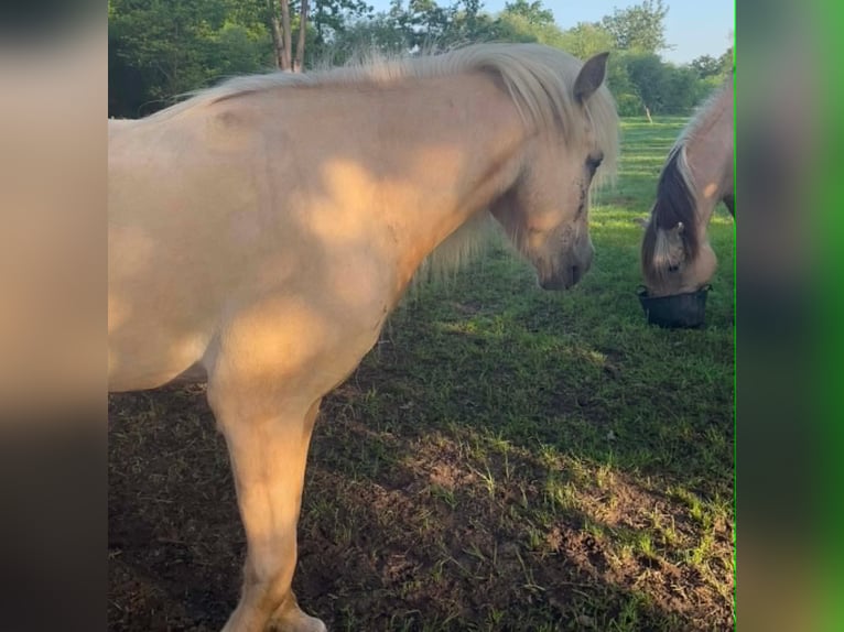Pony Islandese Giumenta 4 Anni 134 cm Palomino in Testelt