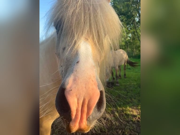 Pony Islandese Giumenta 4 Anni 134 cm Palomino in Testelt