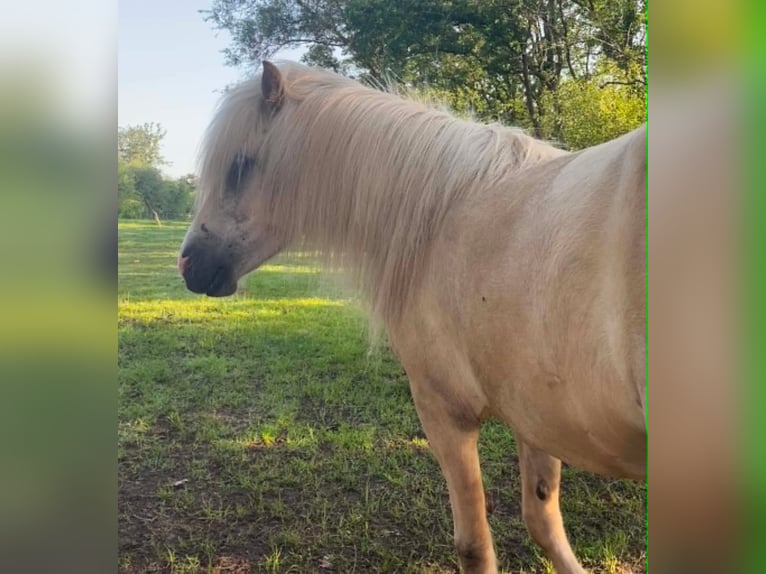 Pony Islandese Giumenta 4 Anni 134 cm Palomino in Testelt