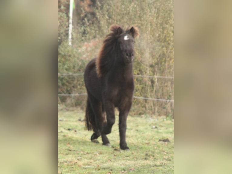 Pony Islandese Giumenta 4 Anni 136 cm Morello in Südlohn
