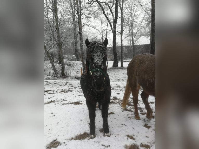 Pony Islandese Giumenta 4 Anni 136 cm Morello in Iffeldorf