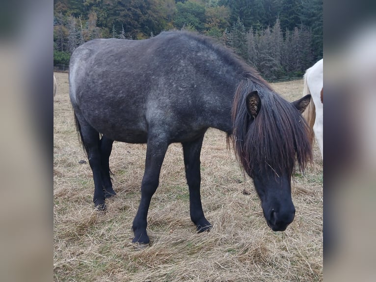 Pony Islandese Giumenta 4 Anni 137 cm Roano blu in Saarland
