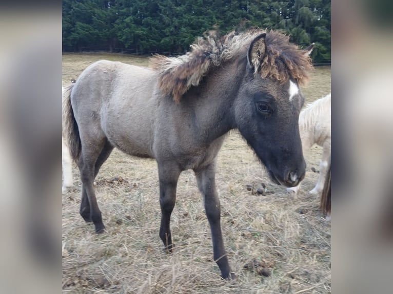 Pony Islandese Giumenta 4 Anni 137 cm Roano blu in Saarland