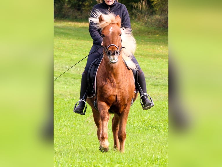 Pony Islandese Giumenta 4 Anni 137 cm Sauro in Markt Wald