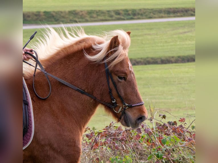 Pony Islandese Giumenta 4 Anni 137 cm Sauro in Markt Wald