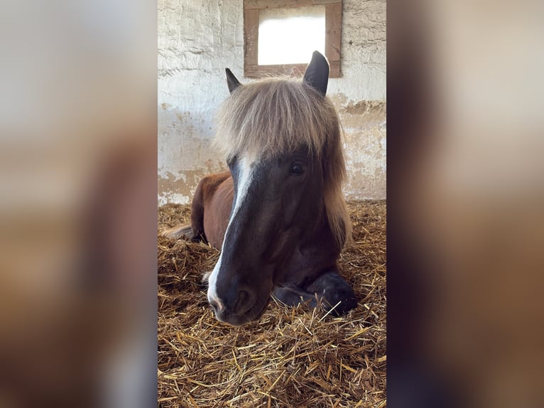 Pony Islandese Giumenta 4 Anni 138 cm  in Neunkirchen