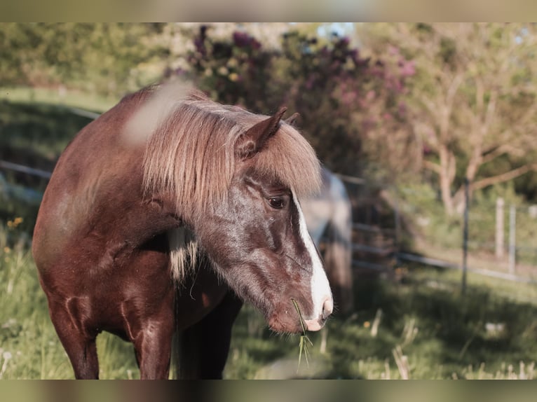 Pony Islandese Giumenta 4 Anni 138 cm  in Neunkirchen