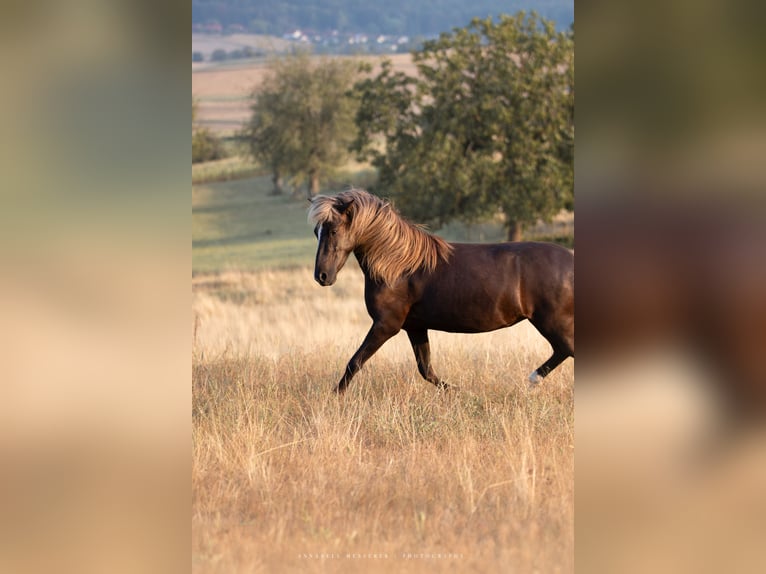 Pony Islandese Giumenta 4 Anni 138 cm  in Neunkirchen