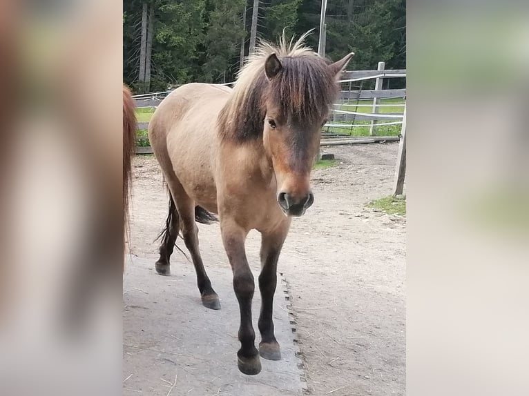 Pony Islandese Giumenta 4 Anni 138 cm Falbo in Reith bei Seefeld