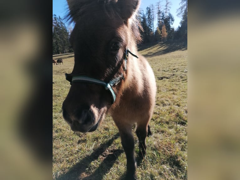 Pony Islandese Giumenta 4 Anni 138 cm Falbo in Reith bei Seefeld