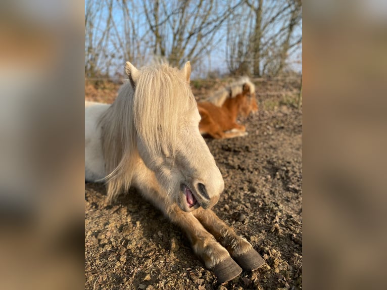 Pony Islandese Giumenta 4 Anni 139 cm in Blunk