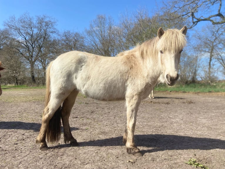Pony Islandese Giumenta 4 Anni 139 cm in Blunk