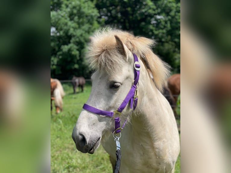 Pony Islandese Giumenta 4 Anni 139 cm  in Blunk