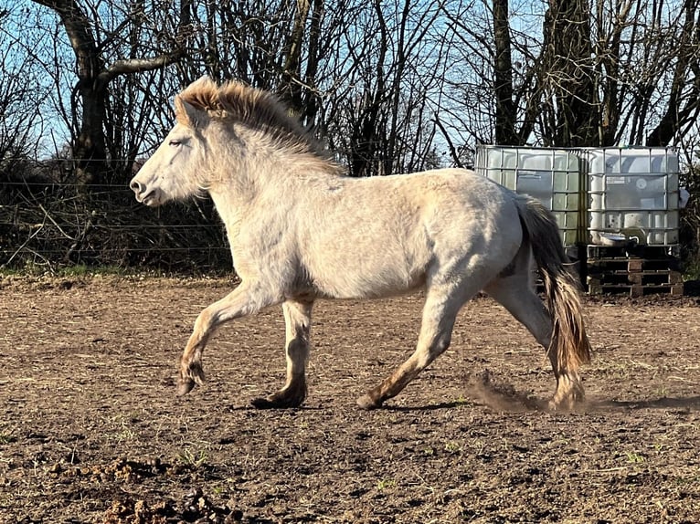 Pony Islandese Giumenta 4 Anni 139 cm in Blunk