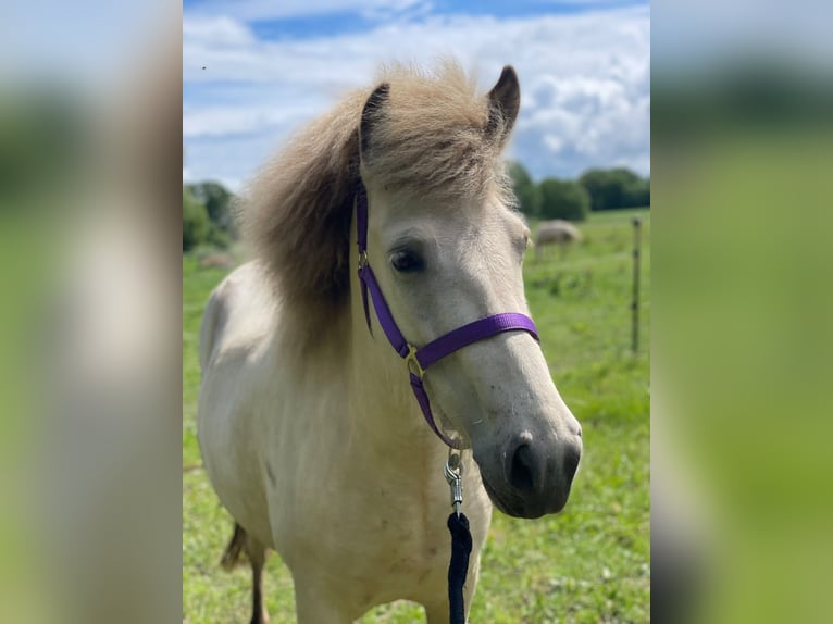 Pony Islandese Giumenta 4 Anni 139 cm  in Blunk