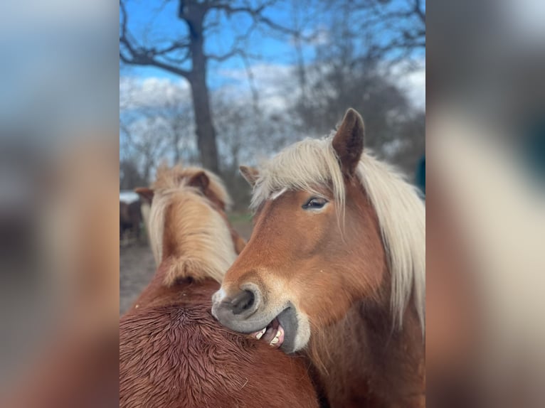 Pony Islandese Giumenta 4 Anni 139 cm Sauro in Blunk