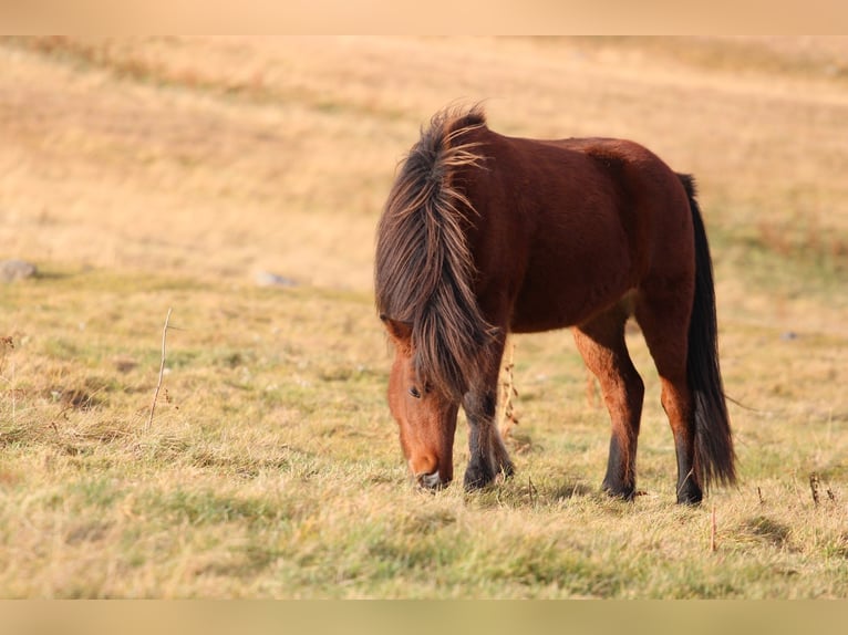 Pony Islandese Giumenta 4 Anni 140 cm Baio in Akureyri