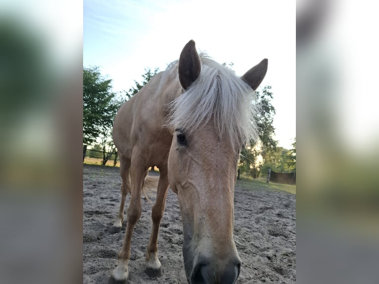 Pony Islandese Giumenta 4 Anni 140 cm Palomino in Steinhagen