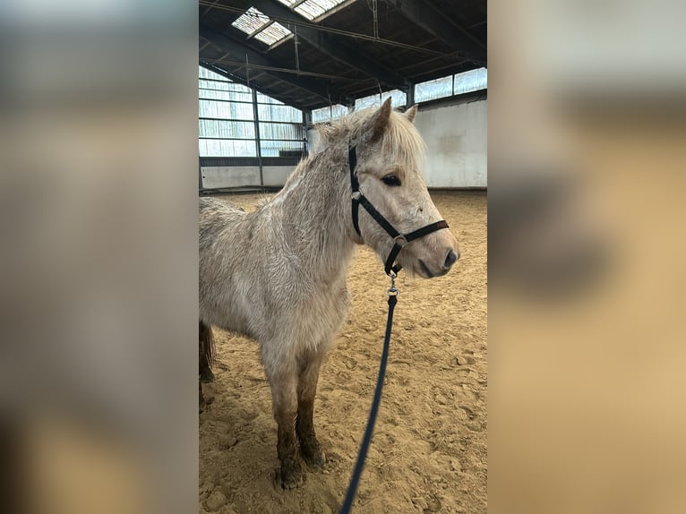 Pony Islandese Giumenta 4 Anni 140 cm Palomino in Steinhagen