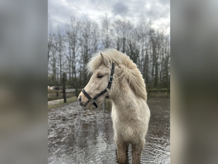 Pony Islandese Giumenta 4 Anni 140 cm Palomino in Steinhagen