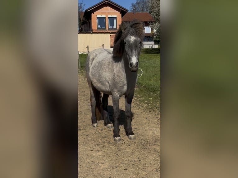 Pony Islandese Giumenta 4 Anni 140 cm Può diventare grigio in Zell am Pettenfirst