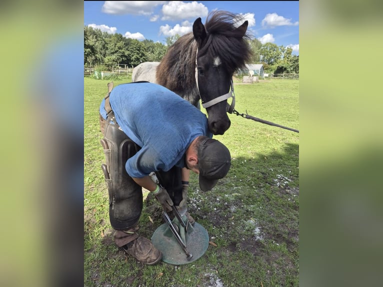 Pony Islandese Giumenta 4 Anni 140 cm Roano blu in Zossen