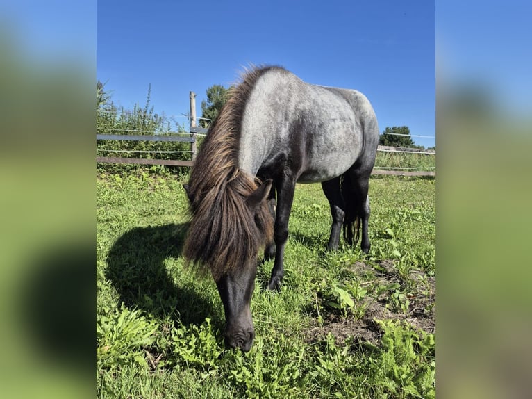 Pony Islandese Giumenta 4 Anni 140 cm Roano blu in Zossen
