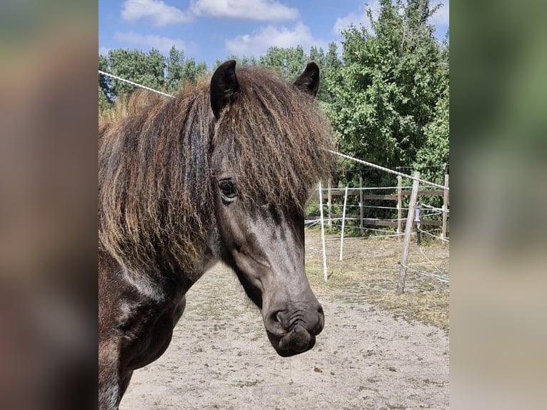Pony Islandese Giumenta 4 Anni 140 cm Roano blu in Zossen