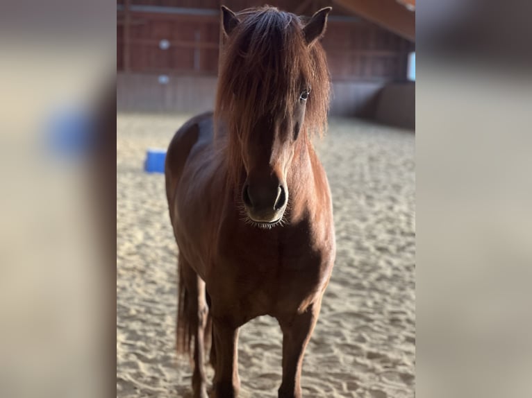 Pony Islandese Giumenta 4 Anni 140 cm Sauro in Klausen-Leopoldsdorf