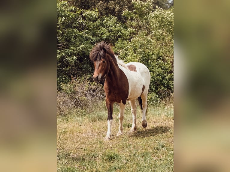 Pony Islandese Giumenta 4 Anni 143 cm Pezzato in Pierrevert