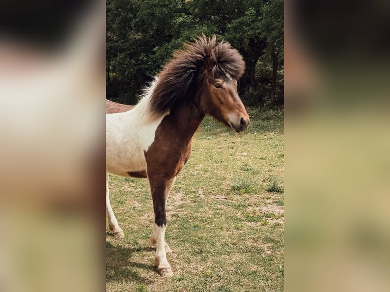 Pony Islandese Giumenta 4 Anni 143 cm Pezzato in Pierrevert