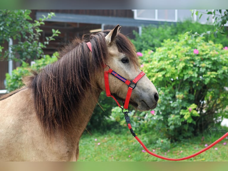 Pony Islandese Giumenta 4 Anni 144 cm in Stra&#xDF;walchen