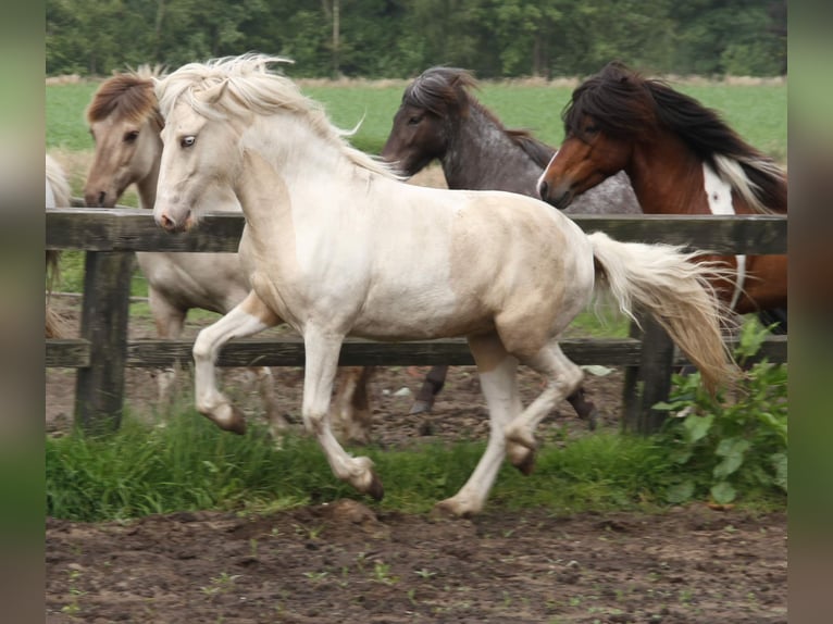 Pony Islandese Giumenta 4 Anni 145 cm Pezzato in Südlohn