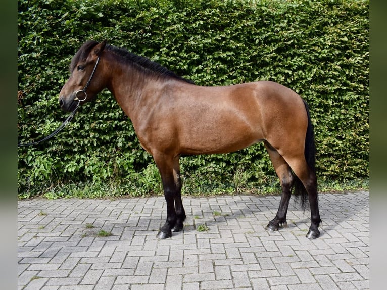 Pony Islandese Giumenta 4 Anni in Dinklage
