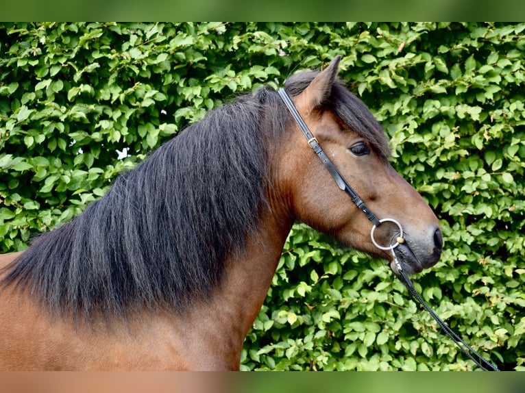 Pony Islandese Giumenta 4 Anni in Dinklage