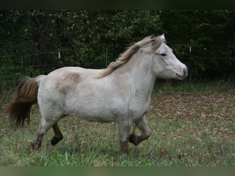 Pony Islandese Giumenta 4 Anni in Blunk