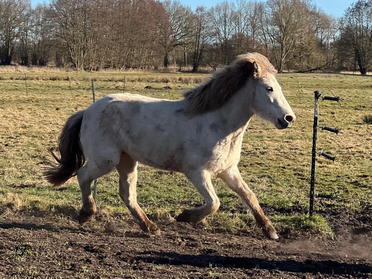 Pony Islandese Giumenta 4 Anni in Blunk