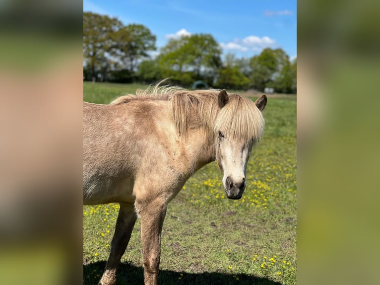 Pony Islandese Giumenta 4 Anni in Blunk