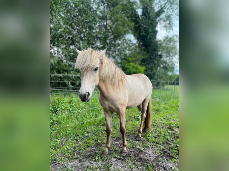 Pony Islandese Giumenta 4 Anni in Blunk