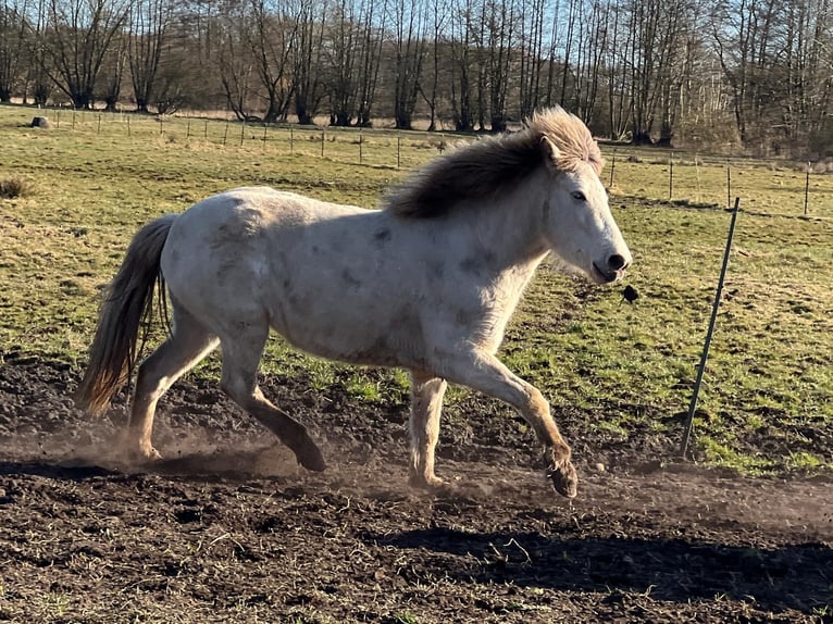Pony Islandese Giumenta 4 Anni in Blunk
