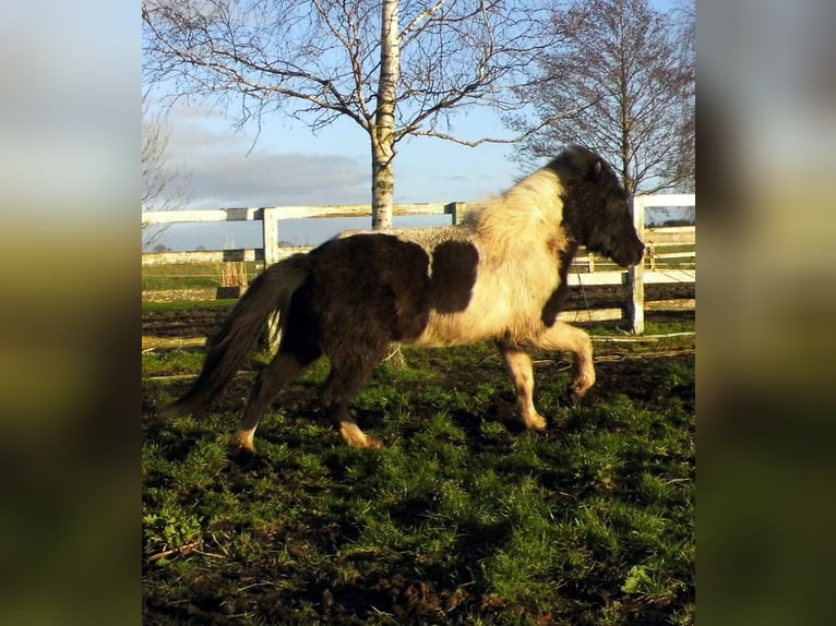 Pony Islandese Giumenta 4 Anni in Ihlienworth