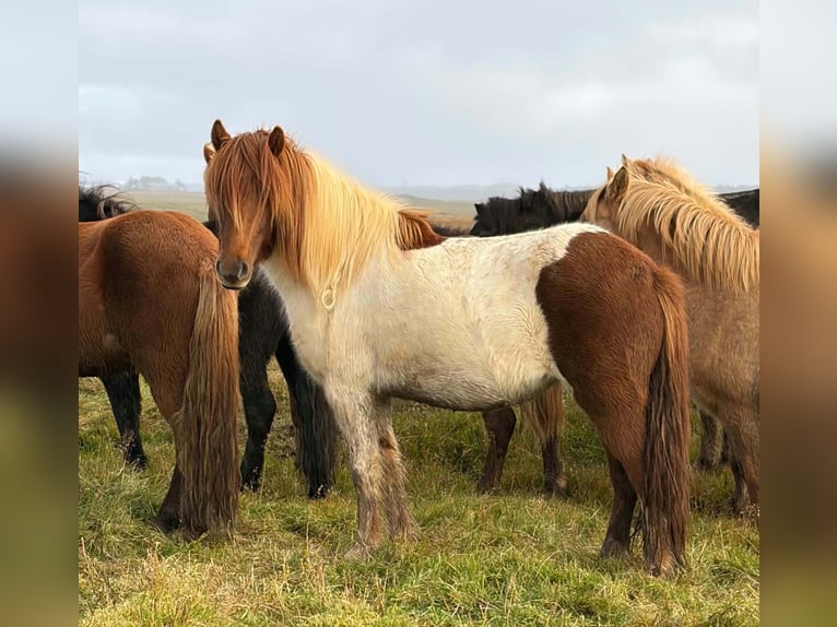 Pony Islandese Giumenta 4 Anni Pezzato in Borgarnesi