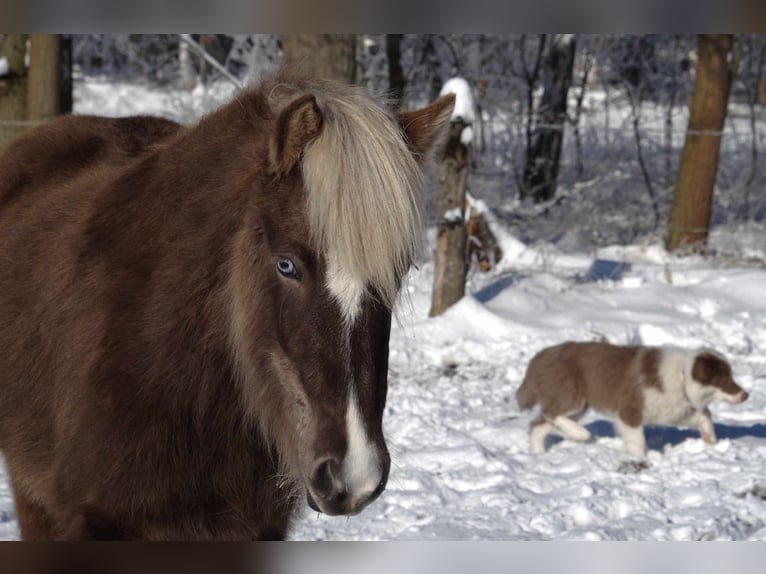 Pony Islandese Giumenta 5 Anni 130 cm in Ribbesbüttel