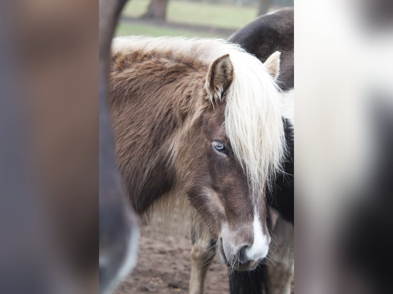 Pony Islandese Giumenta 5 Anni 130 cm in Ribbesbüttel