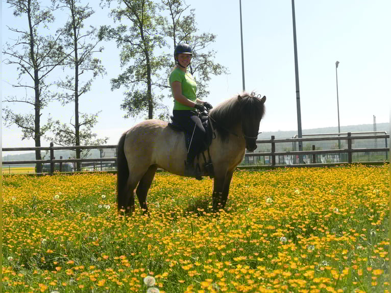 Pony Islandese Giumenta 5 Anni 130 cm Falbo in Euskirchen