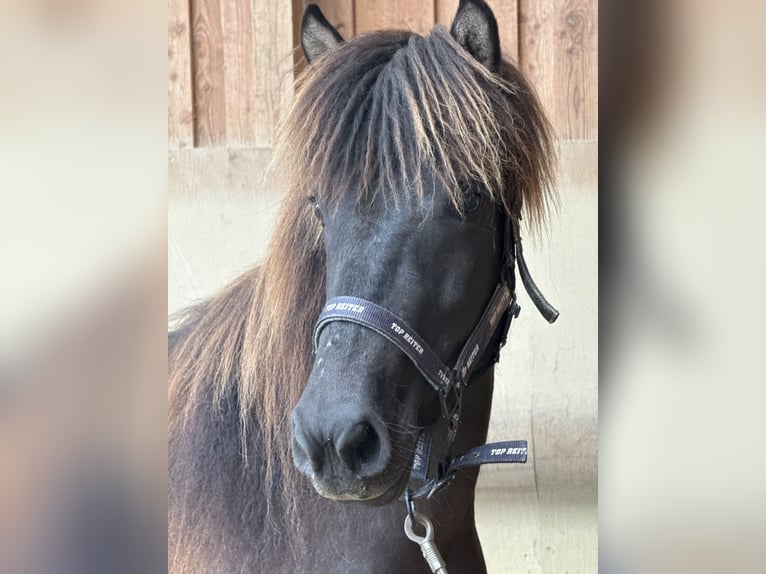Pony Islandese Giumenta 5 Anni 132 cm Morello in Fronreute
